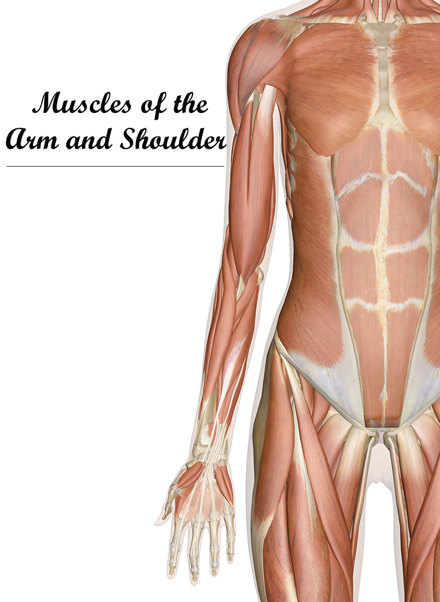 Muscles of the Arm and Shoulder